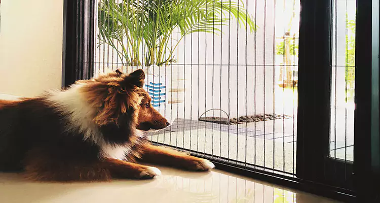 Sliding Screen Pet Door Repair in Westchester, FL