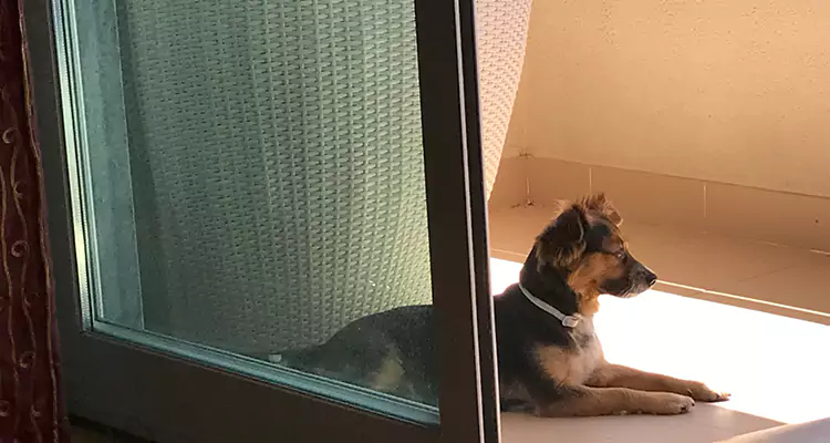French Door Pet Screen Repair in Westchester, FL